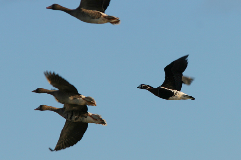 Oca collorosso (Branta ruficollis)